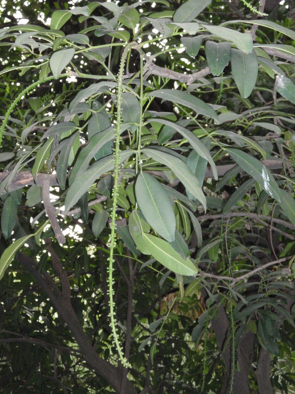 Pilocarpus pernatý 23
