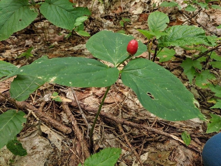 Trillium eretto