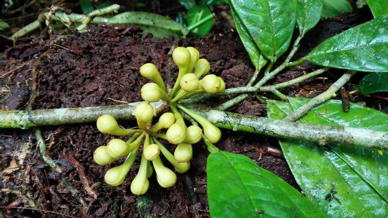 Anaxagorea 4