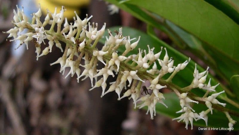 Citronella 8