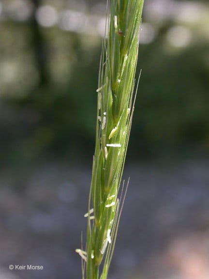 Elymus glaucus 7