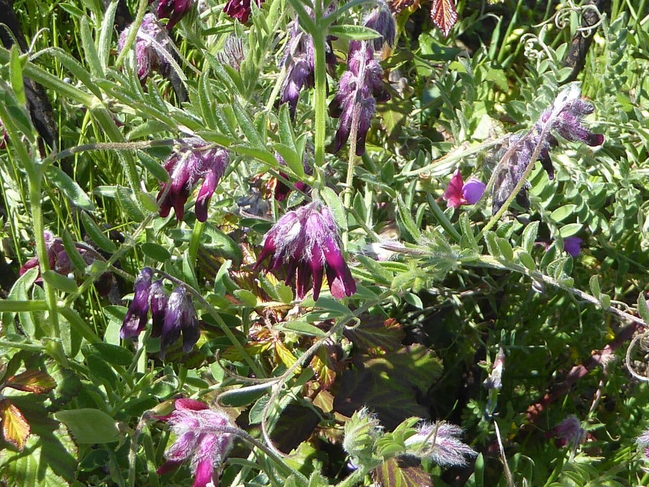 Bengalkichererbse 15
