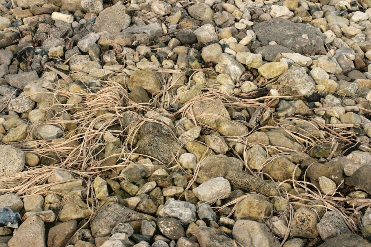 Cavolo marino 21