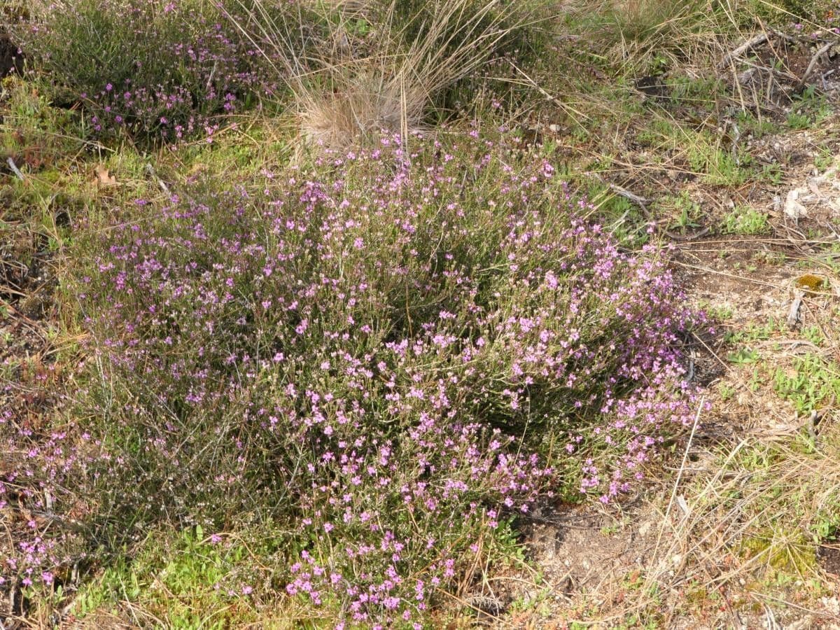 Spanische Glockenheide 8