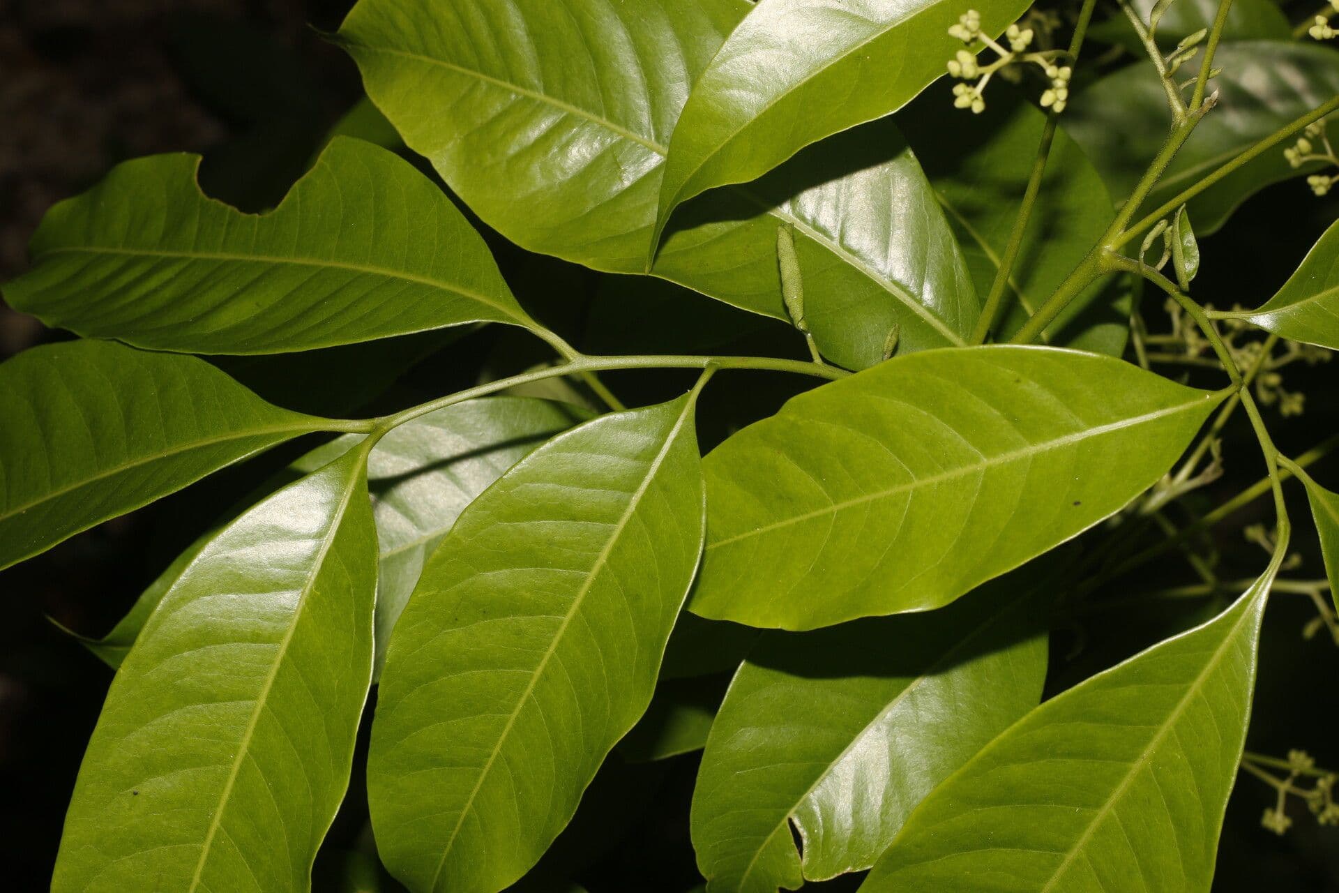 Trichilia