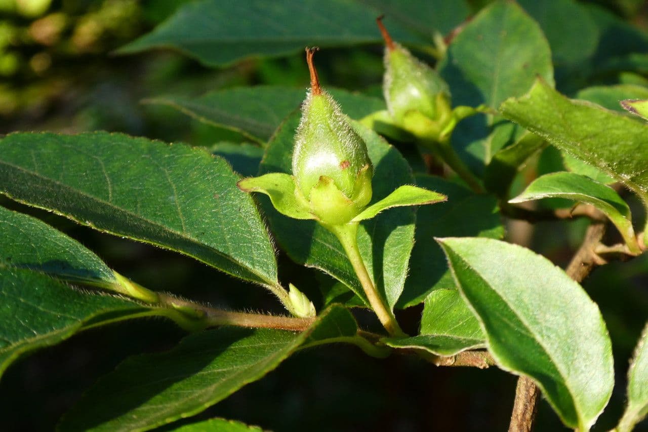 Stewartia monadelpha