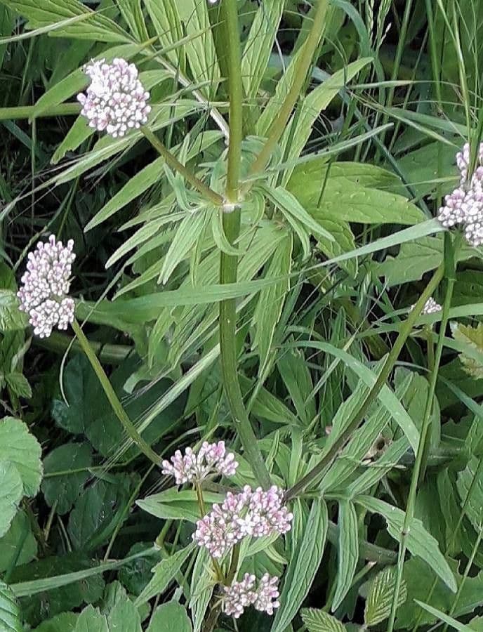 Valeriana comune 16