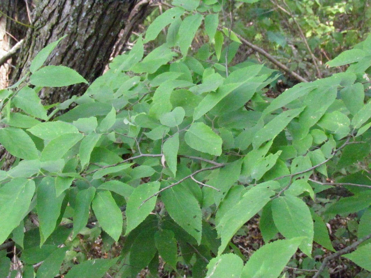 Bagolaro americano 12