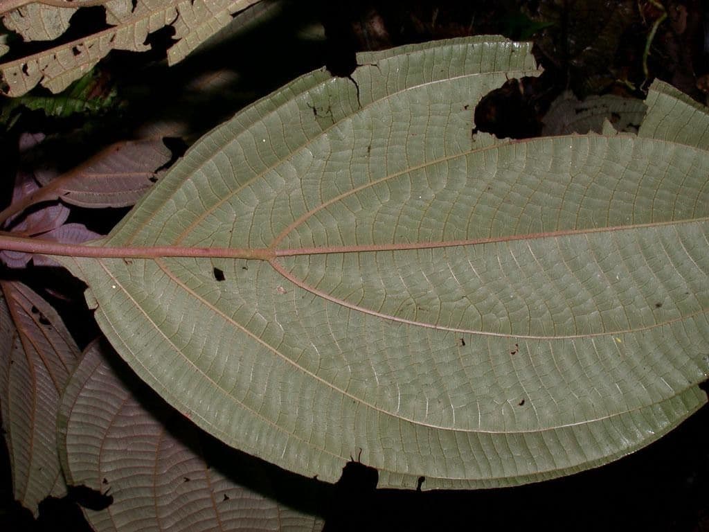 Miconia 10