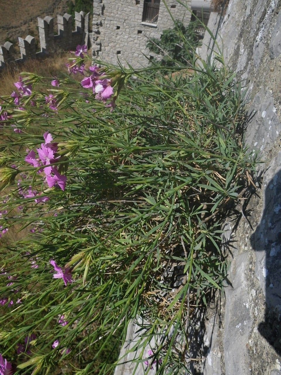 Garofano 3