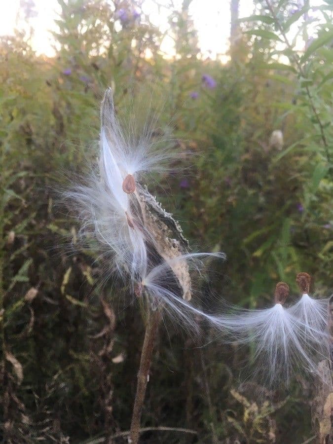 Asclepias verticillata 3