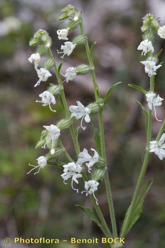 Silene dicotoma 22