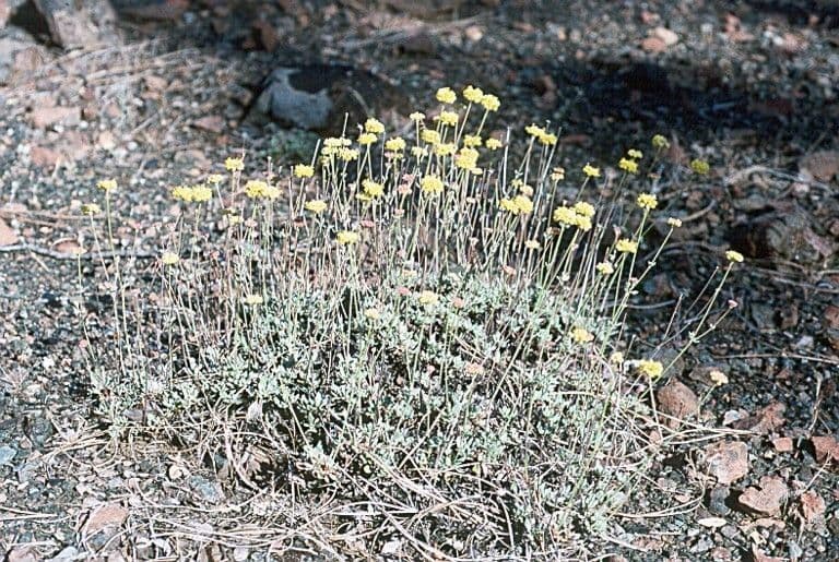 Eriogonum 3