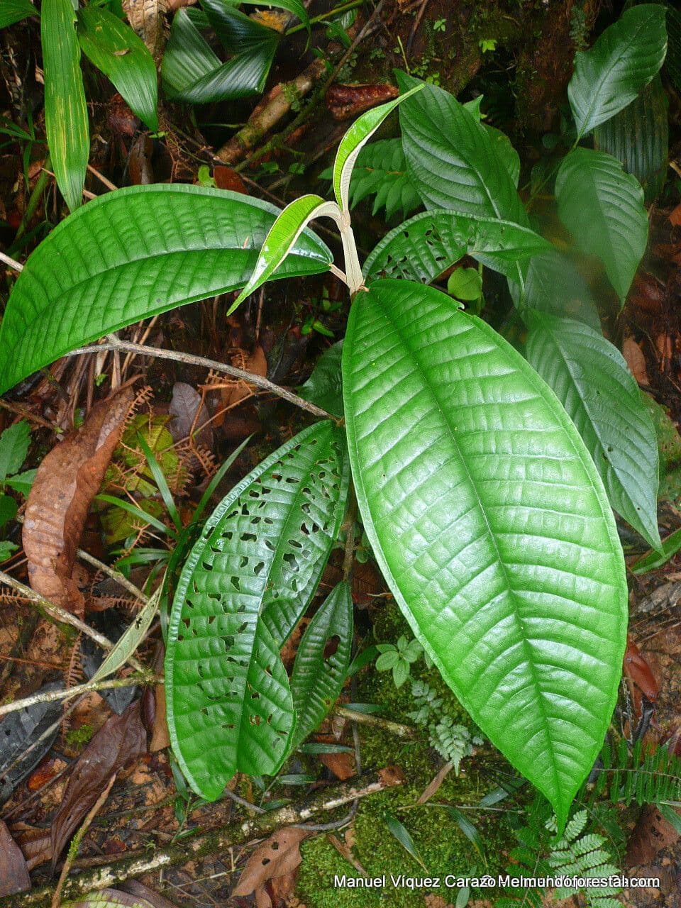 Miconia 2