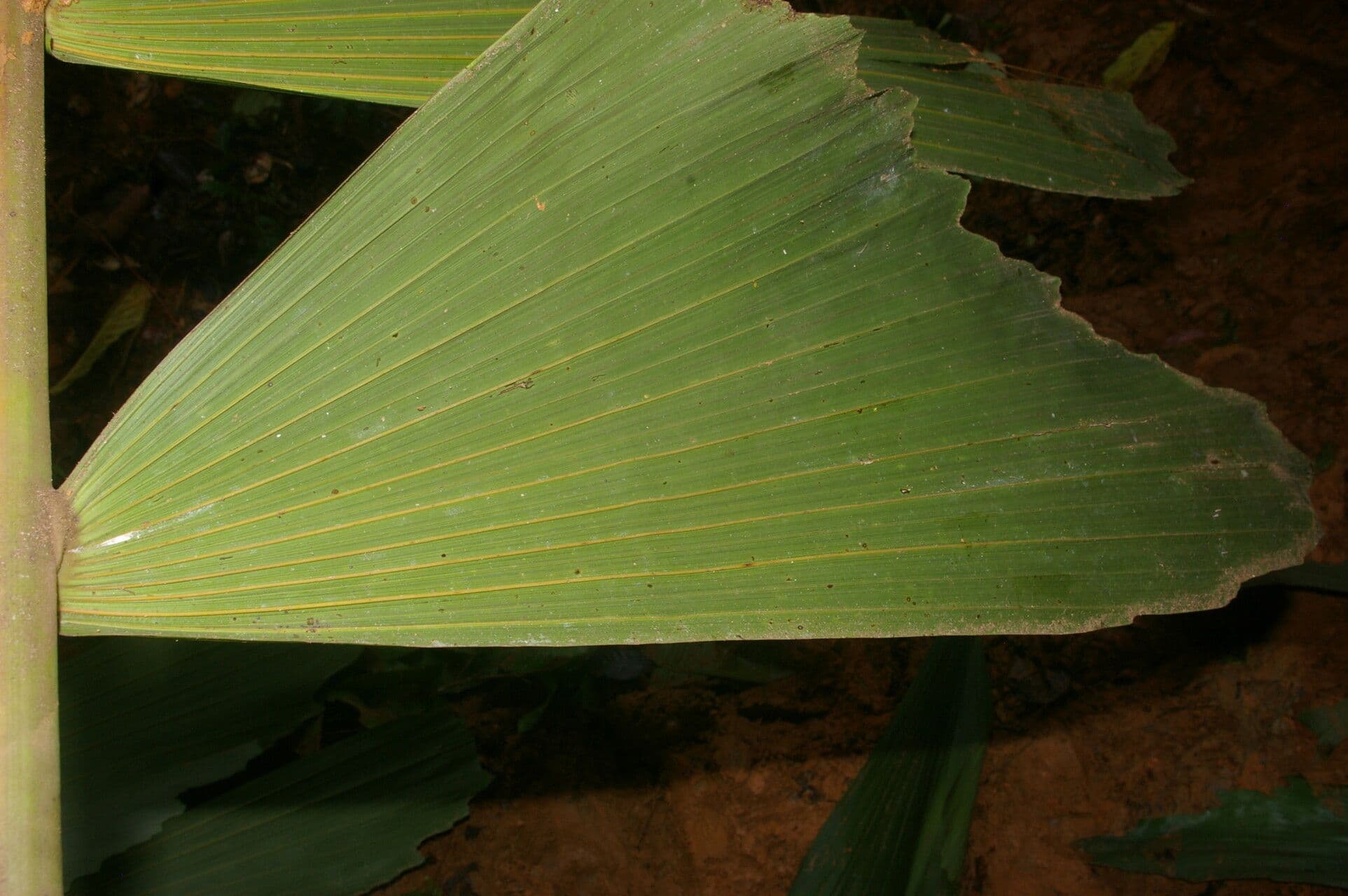 Sokratea naga 3
