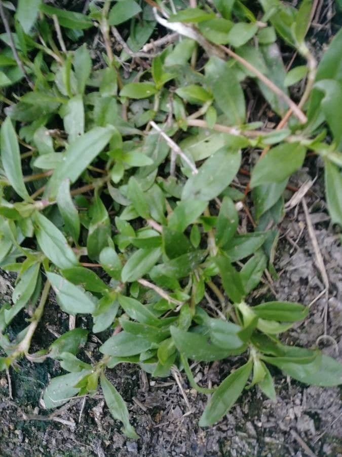 Diodia virginiana 18