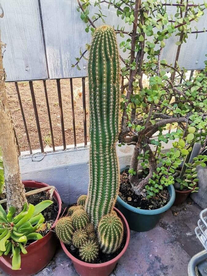 Sahuaro 6