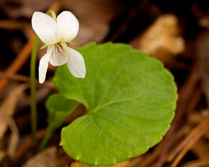 Fiołek nerkowaty 4