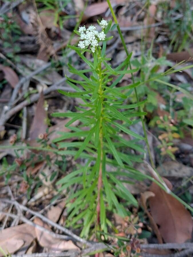 Poranthera 4