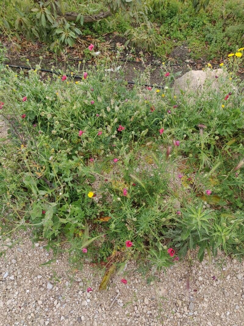 Bastard-Mohn 12