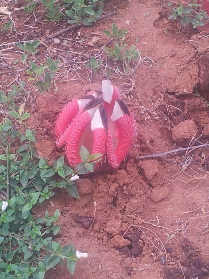 Hydnora 7
