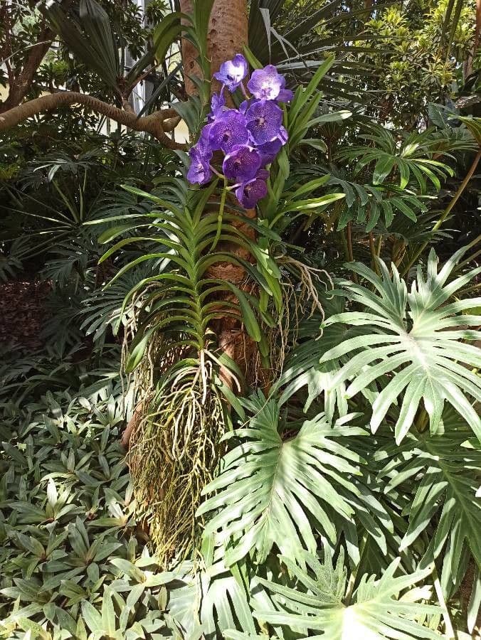 Vanda 9
