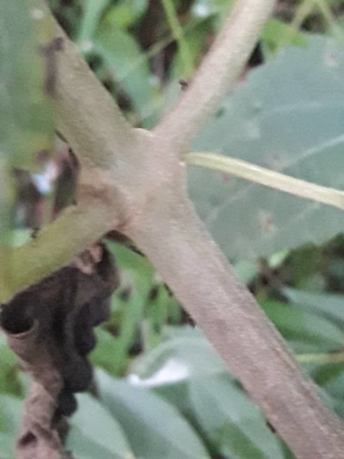 Herbe du Laos 25