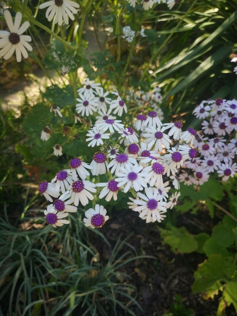 Pericallis 3