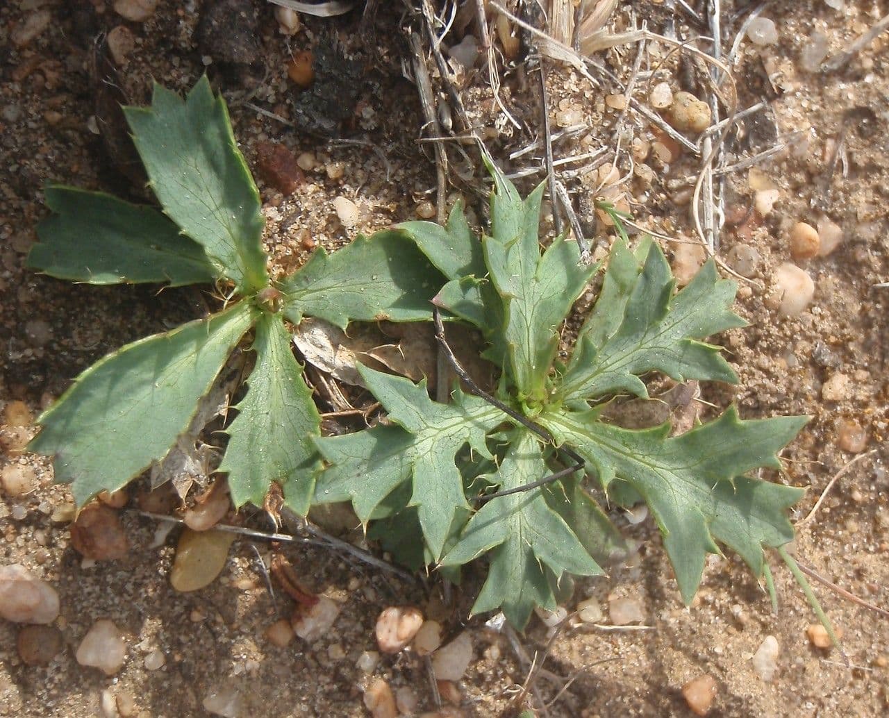 Eringio 10