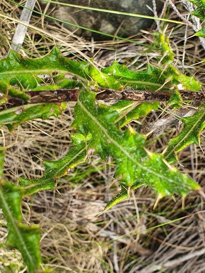 Berkheya 7