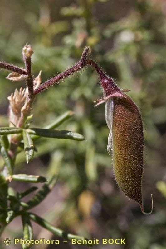 Ononide tridentata 5