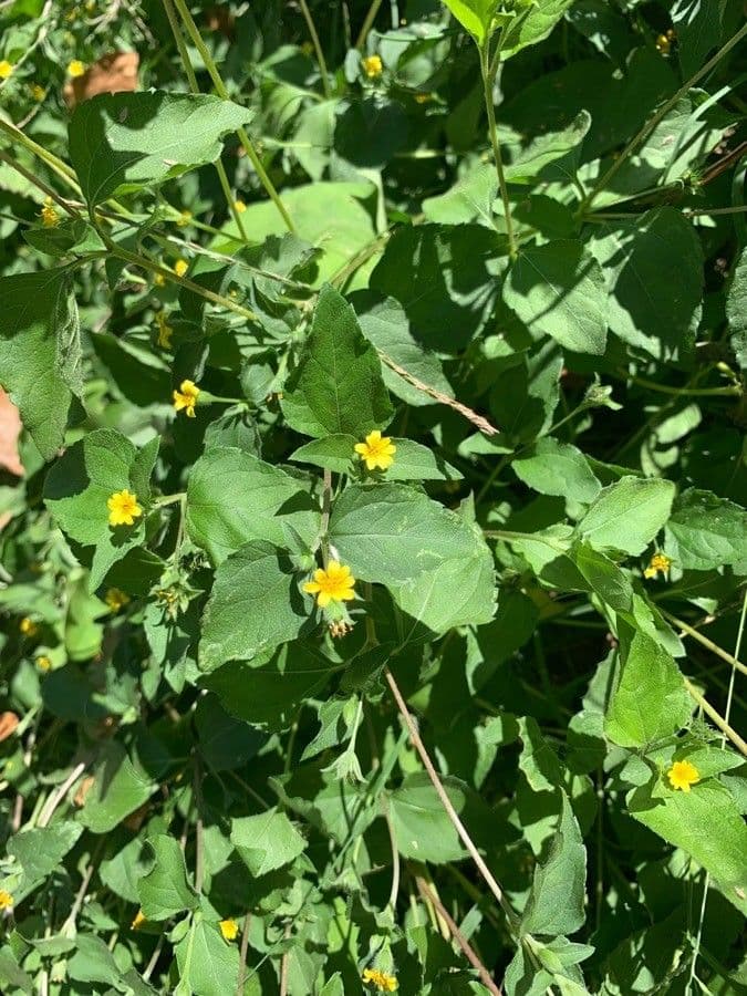 Calyptocarpus vialis 4