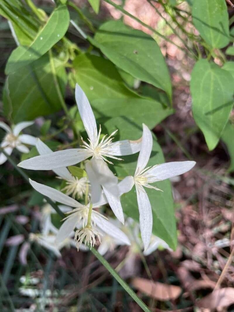 Clematis
