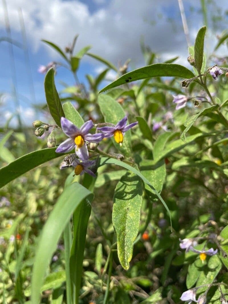 Solanum 9