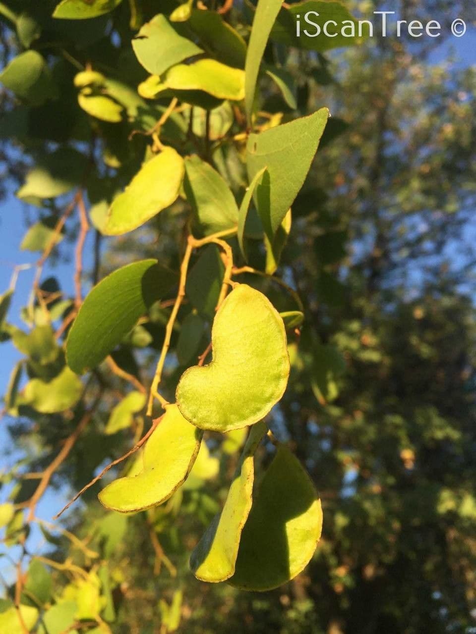Mopane 9