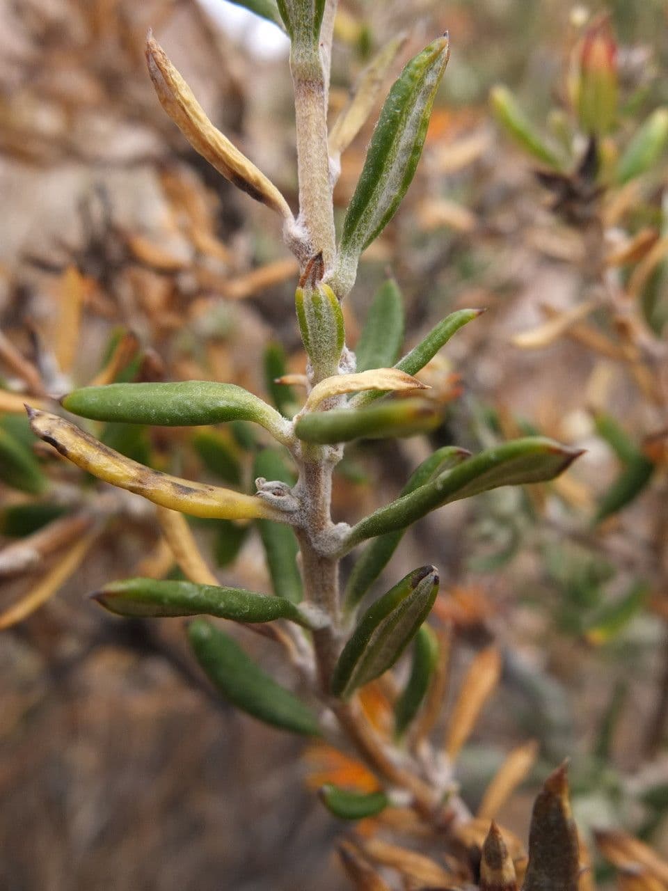 Mutisia 8