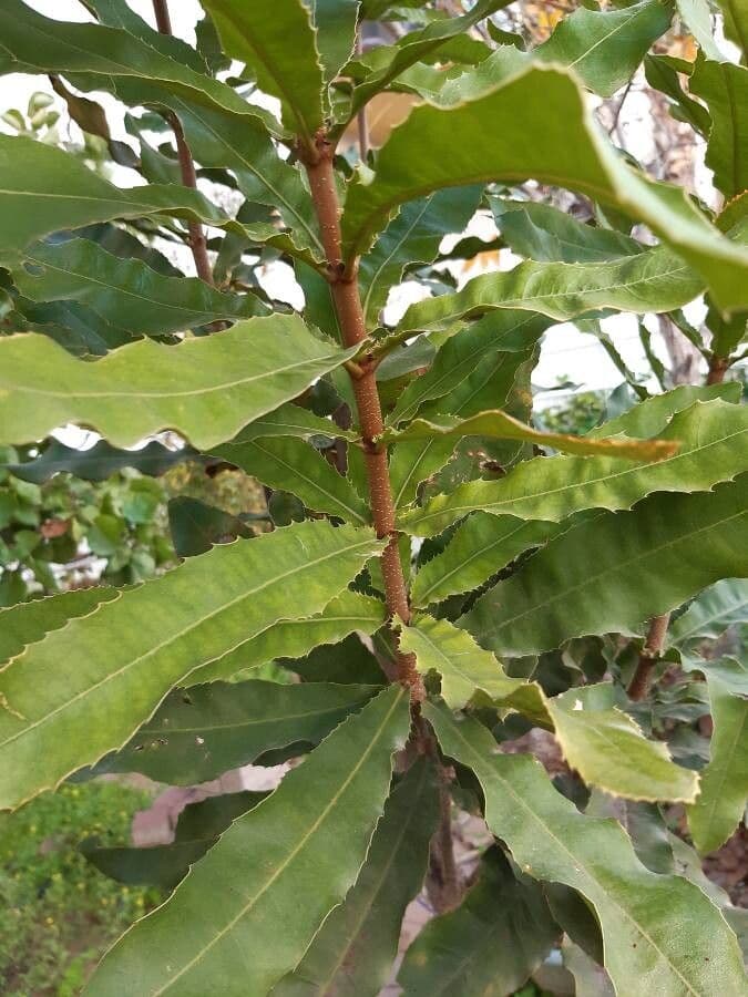 Macadamianuss 16