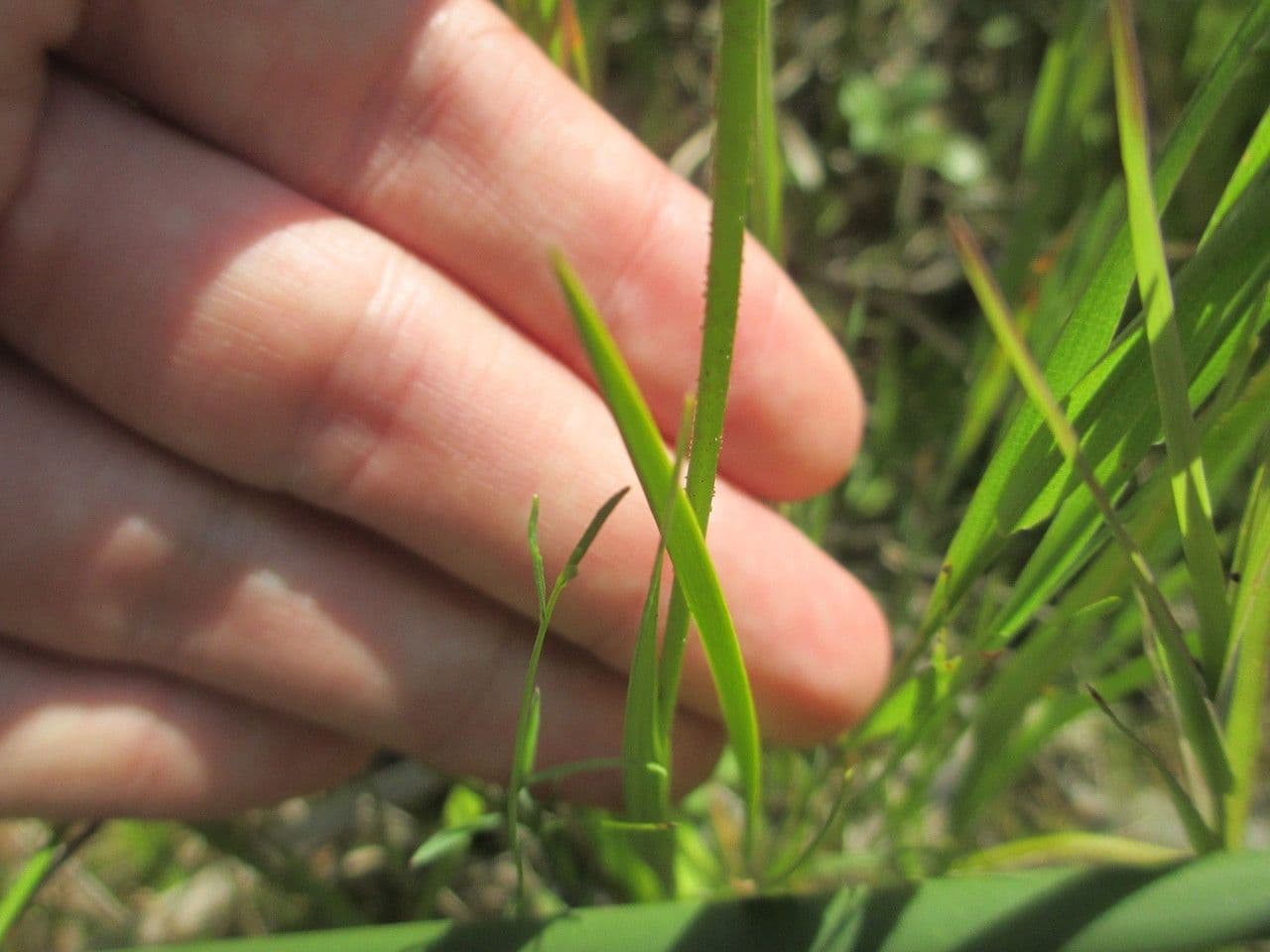 Asperula lepivá 9