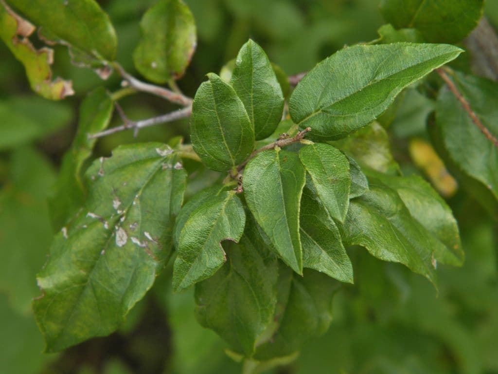 Sageretia minutiflora