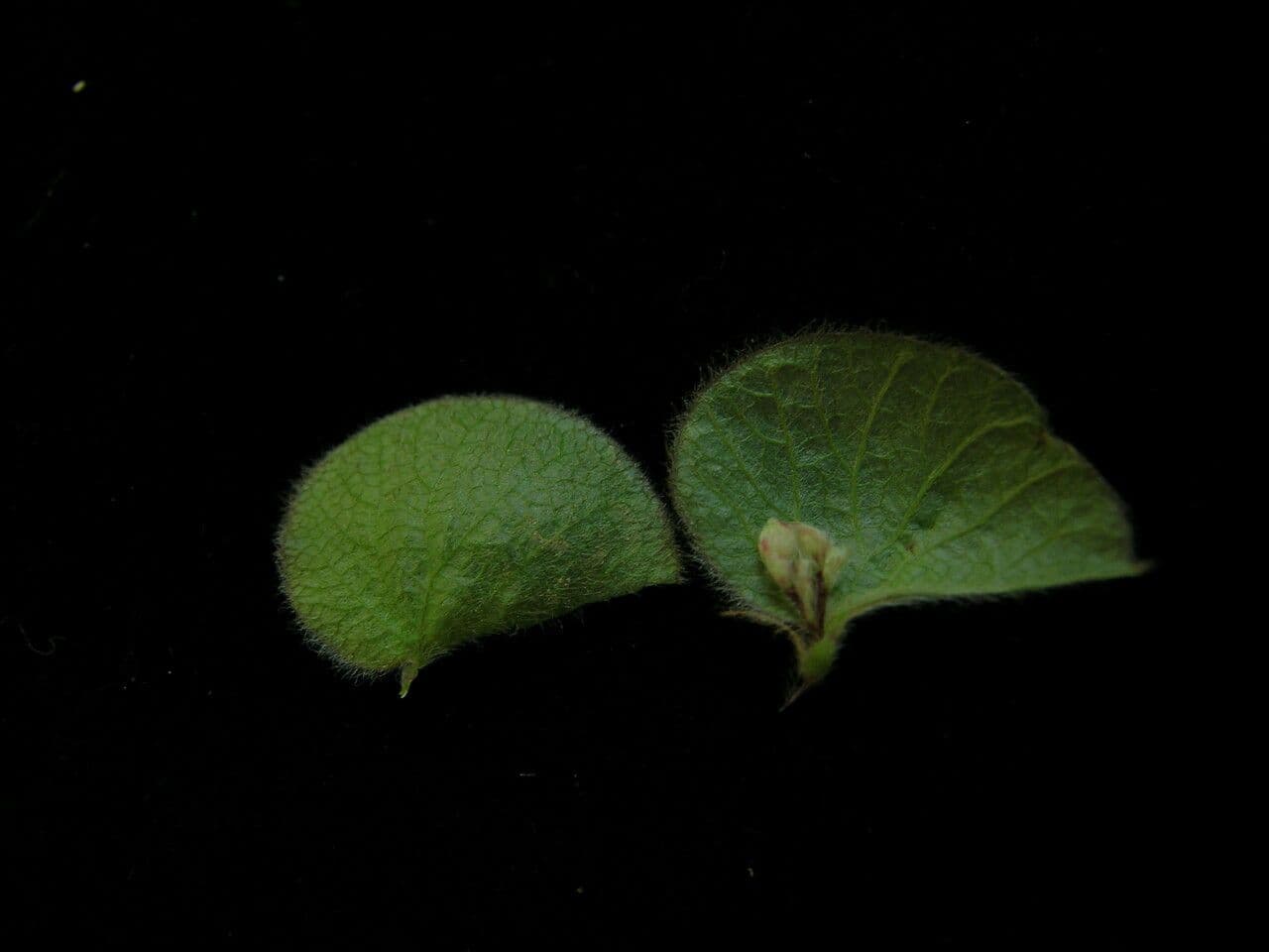 Flemingia strobilifera 11