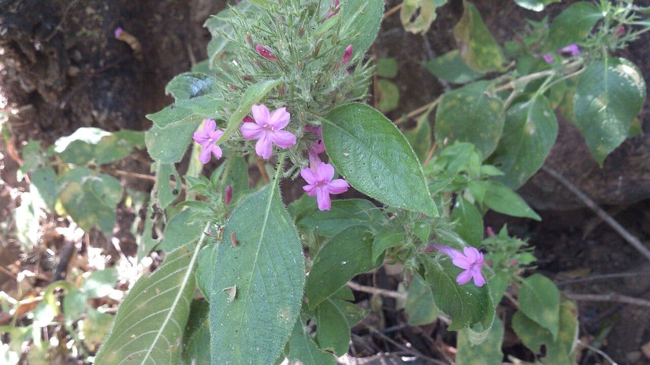 Ruellia 12