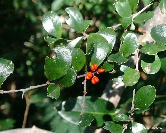 Emmenosperma 14