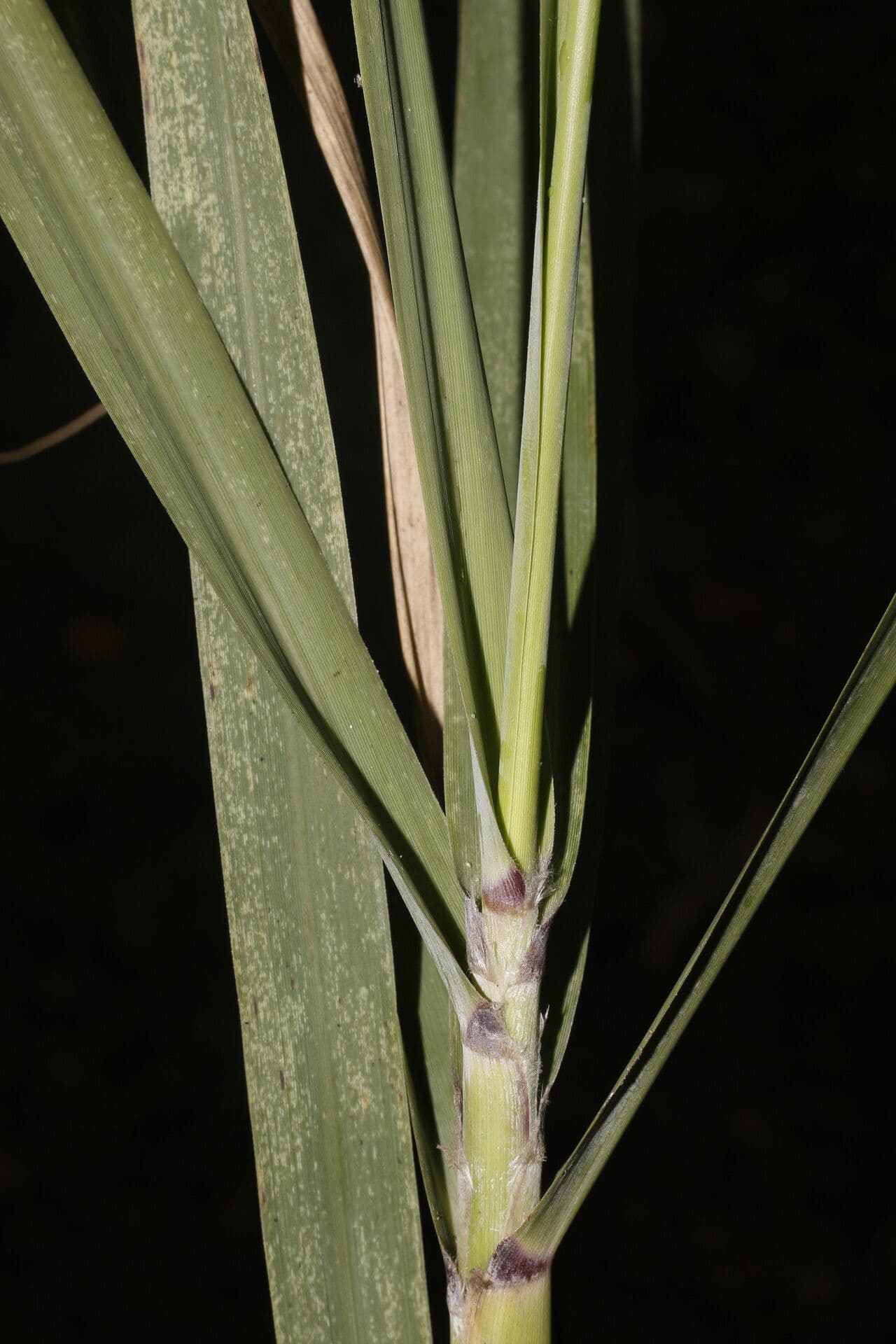 Uniola 5