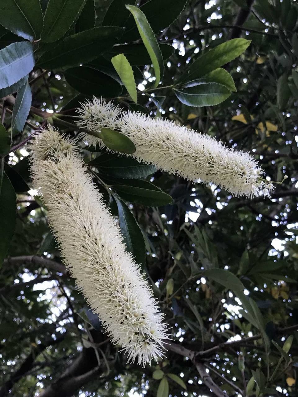 Butterlöffelbaum 3