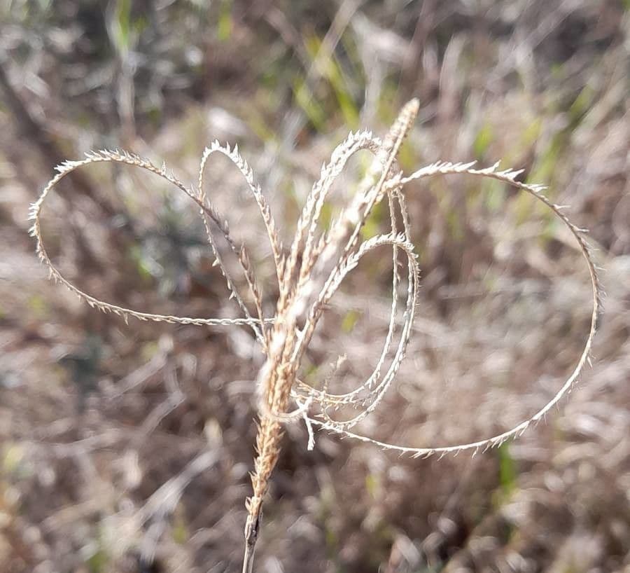 Stapfochloa ciliata