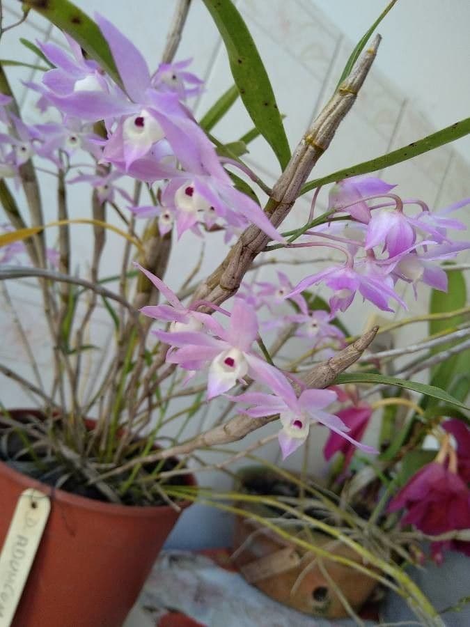 Dendrobium adunco 3