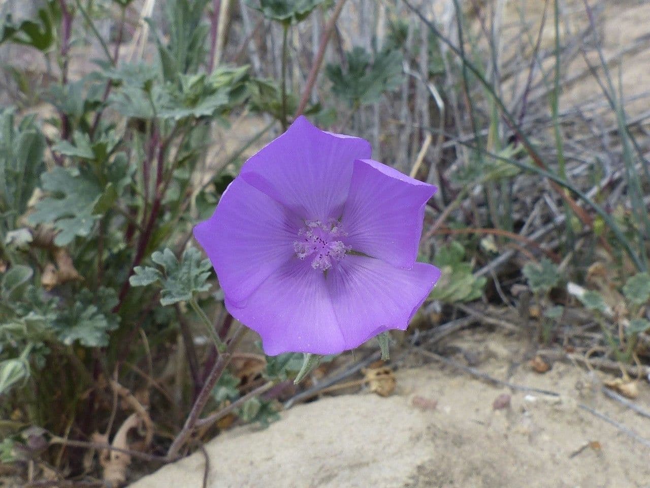 Malva di Parry 9