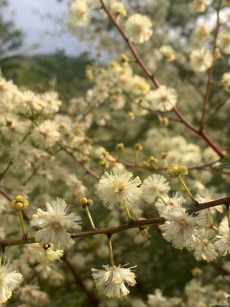 Acacia terminalis 3