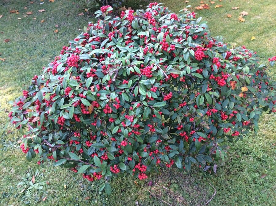 Cotoneaster glabre 8