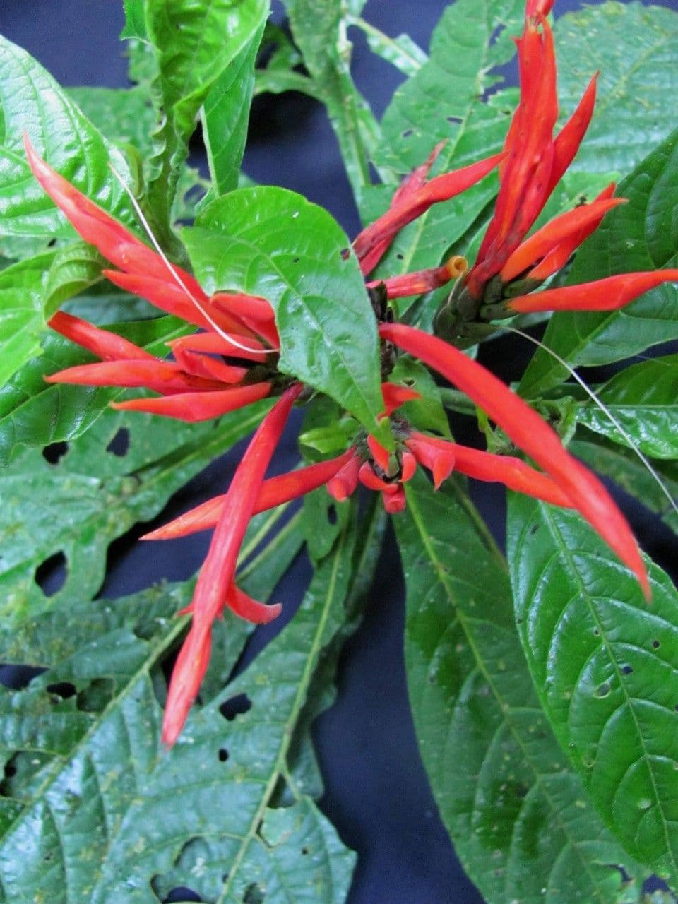 Aphelandra 19